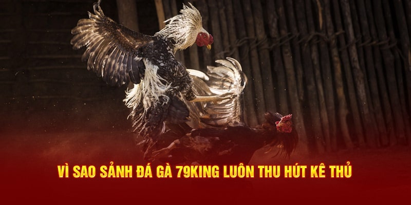 Nhiều lý do sảnh đá gà 79king thu hút đông đảo người chơi