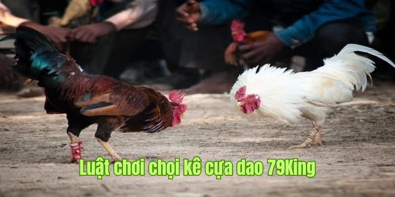 Tìm hiểu luật chơi đấu gà cựa dao cơ bản