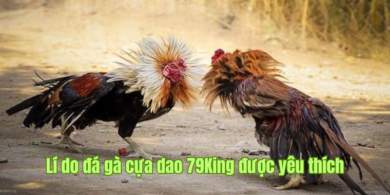 Quy trình tham gia vào đá gà cựa dao