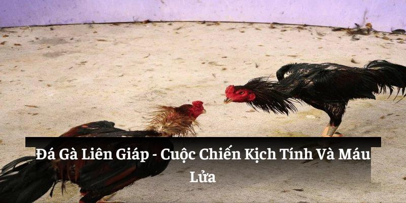 Đá gà liên giáp, cuộc chiến kịch tính và máu lửa