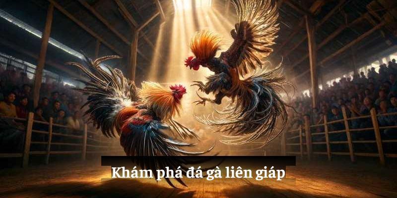 Khám phá đá gà liên giáp tại 79king