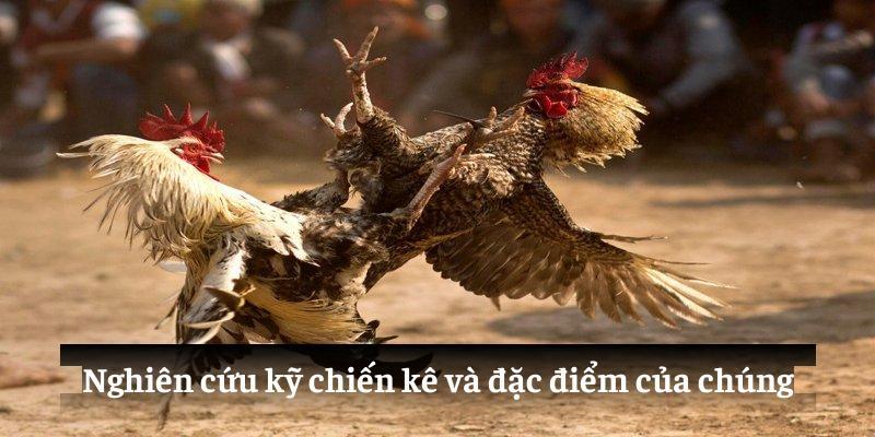 Nghiên cứu kỹ chiến kê và đặc điểm của chúng